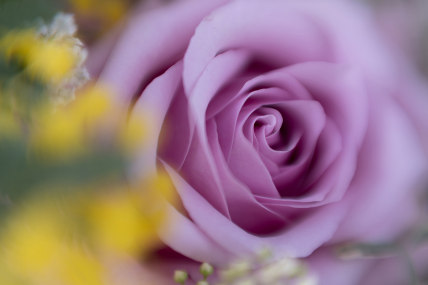 close up flower image