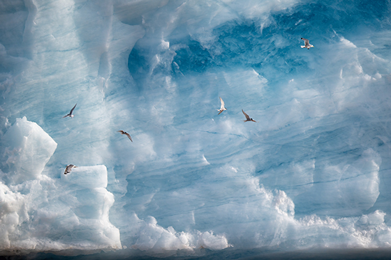 Enjoy wildlife and spectacular landscapes taken in the Arctic by Jean-Marie Séveno