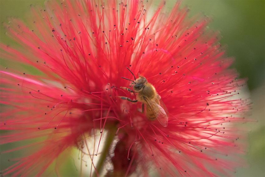 Photo of a Bee on a Flower Shot by Tamron 18-400mm Lenses 