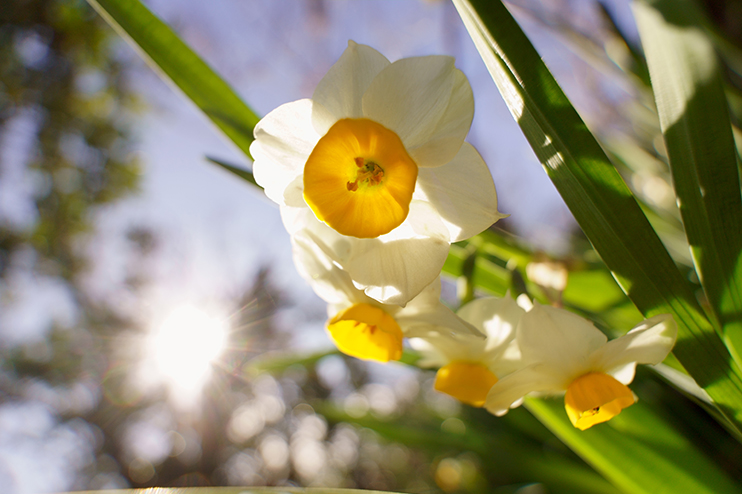 Photo of a White and Yellow Colored Flowers Shot by Tamron 11-20mm F2.8 Lens