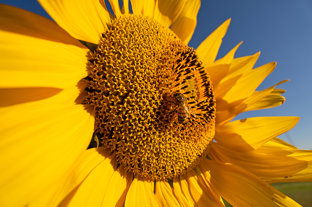 Photo of a Bee on a Sunflower Shot by Tamron 11-20mm F2.8