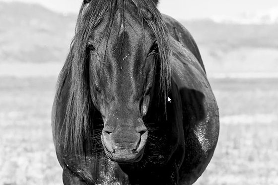 Shane Russeck fotografiando caballos salvajes