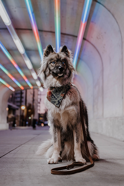 Dog posing with leash on ground in colorful underground tunnel