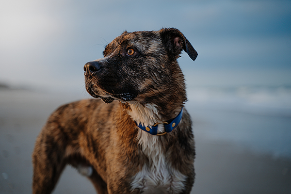 Dog standing on the beach with blurred background