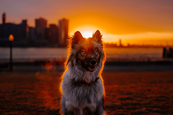 Dog posing in front of sun during golden hour